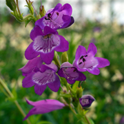 Penstemon Volcano Vesuvius